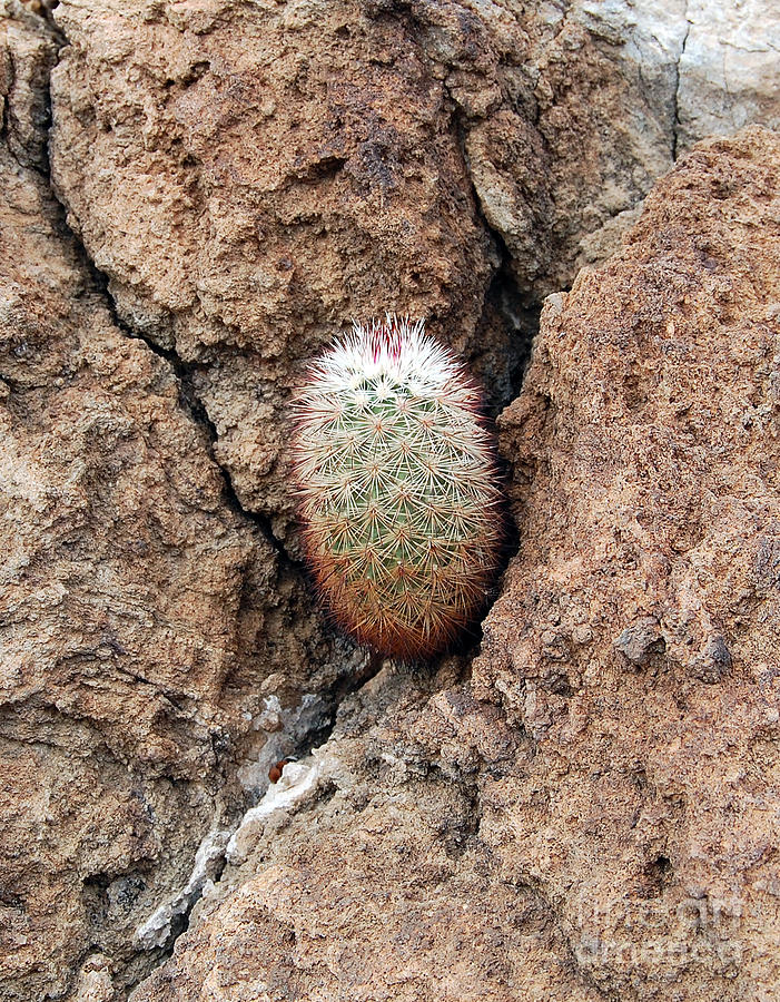 Cactus Growing from a Crag in the Rock in Big Bend National Park Photograph by Shawn OBrien