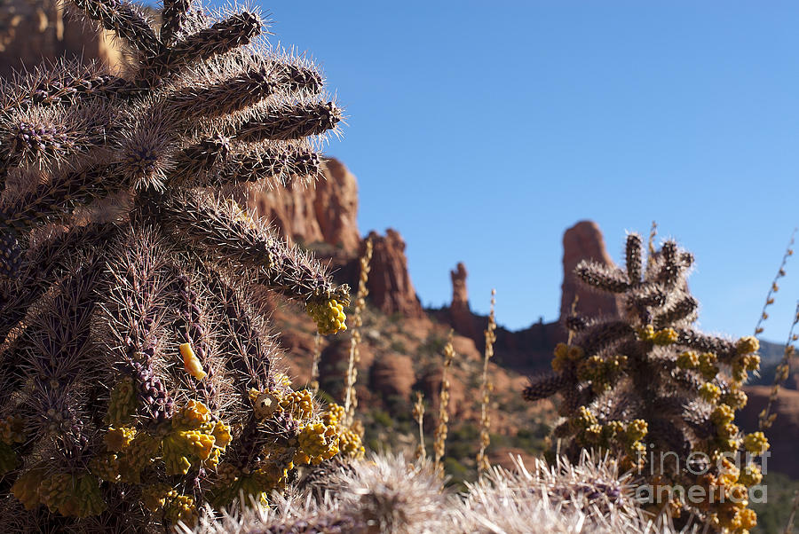 Cactus Guardians at Sedona Photograph by Lee Craig
