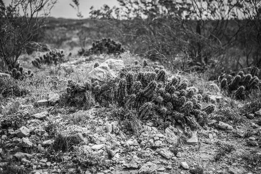 Landscape Photograph - Cactus Headstones by Amber Kresge