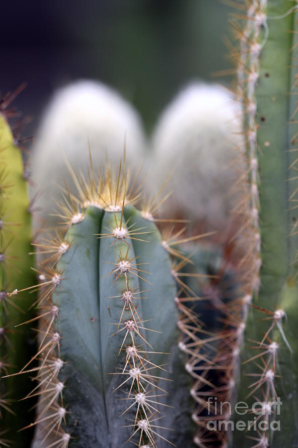 Cactus Photograph by Henrik Lehnerer
