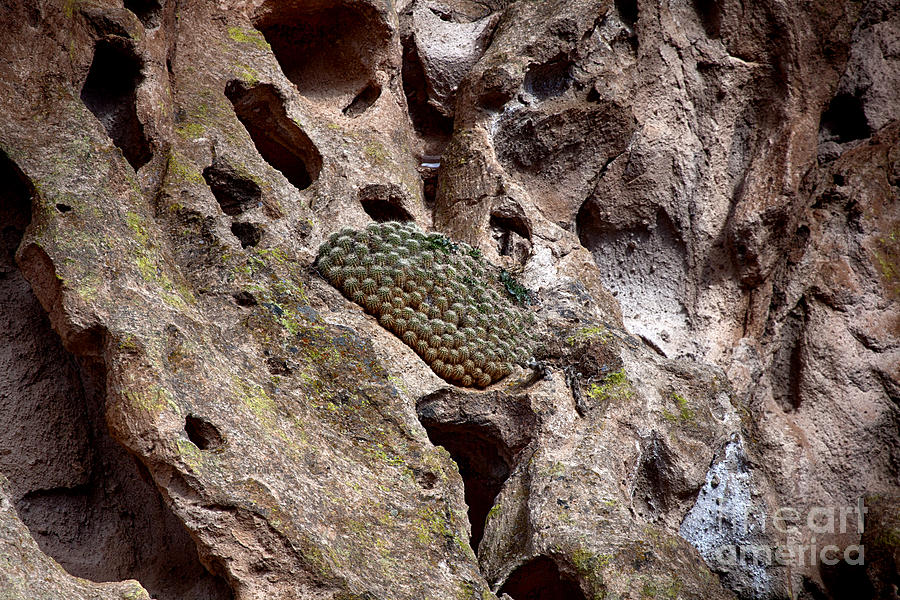 Cactus Hideout-Bandelier National Monument Ruins V4 Photograph by Douglas Barnard