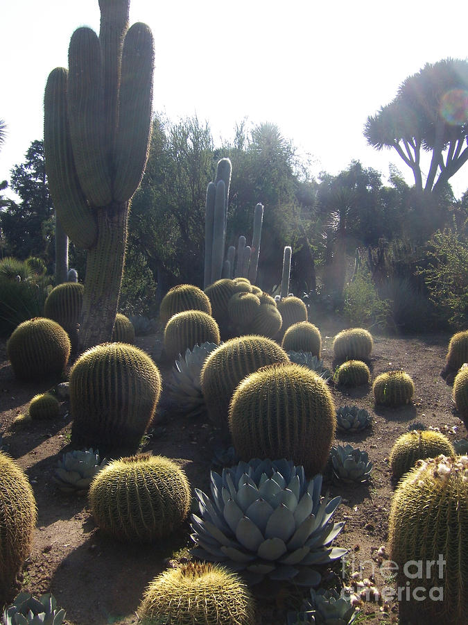 Cactus I Photograph by Adrianne Hall - Fine Art America