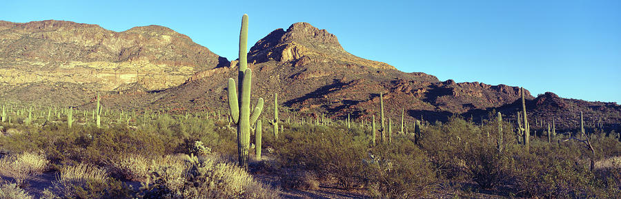 Cactus In A Desert, Organ Pipe Cactus Photograph by Panoramic Images