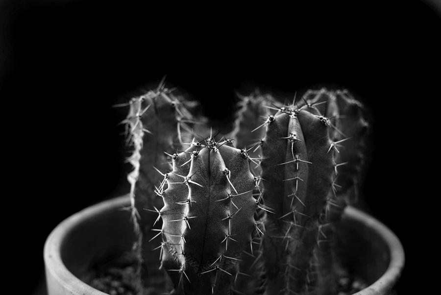 Cactus in a Pot Photograph by Nathan Abbott
