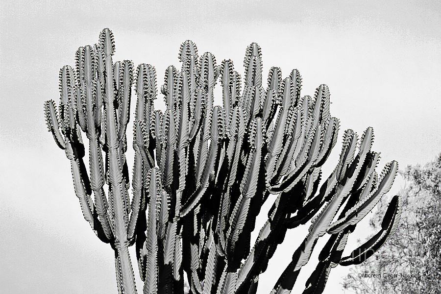 Cactus Photograph - Cactus in Black and White by Audreen Gieger