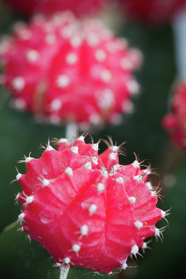 Nature Photograph - Cactus  In Bloom Cose Up by Ary6