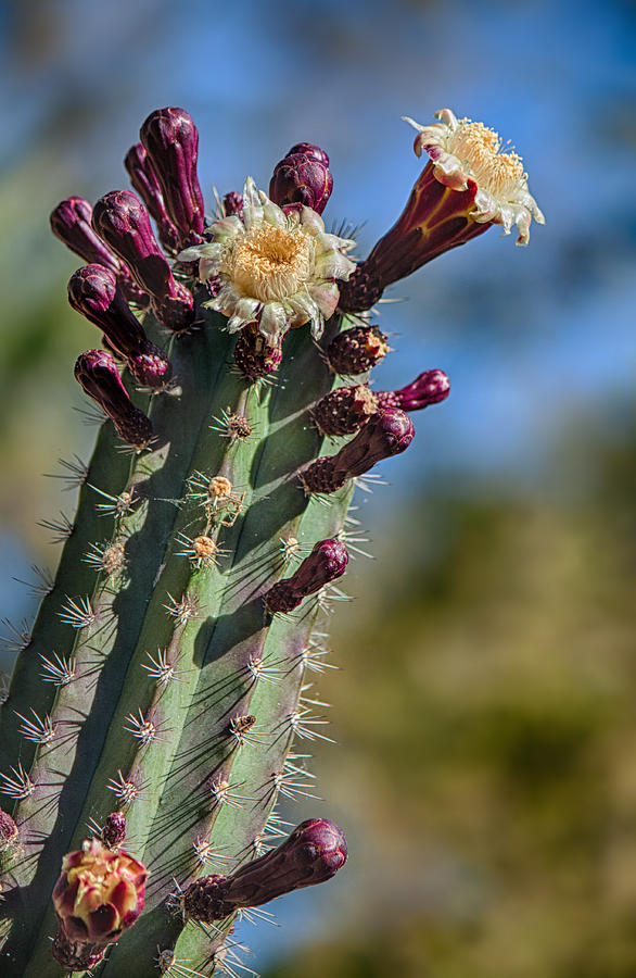 Cactus in Bloom Photograph by Fred Larson