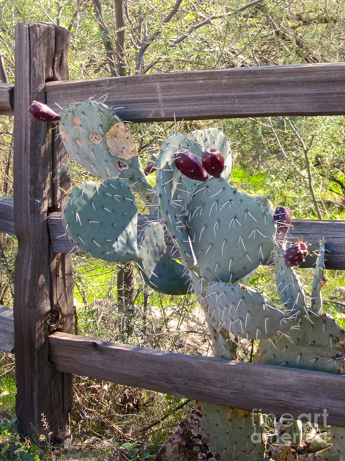 Cactus in Bloom Photograph by Suzanne Oesterling