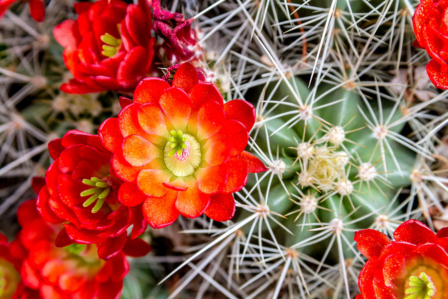 Flower Photograph - Cactus in Bloom by Teri Virbickis