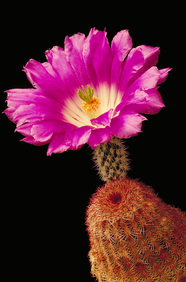 Cactus In Blossom Photograph by Gerald C. Kelley