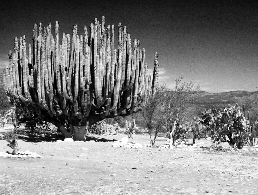 Cactus in Mexico Photograph by Lee Santa
