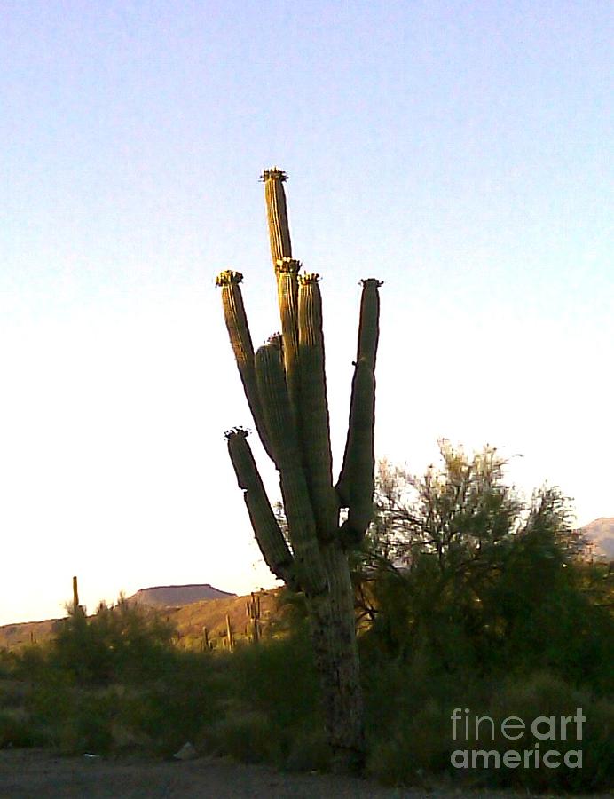 Cactus in Morning Photograph by Fred Wilson