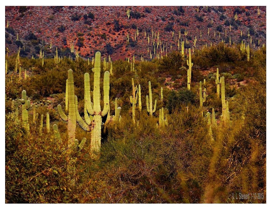 Cactus in New River Photograph by L L Stewart