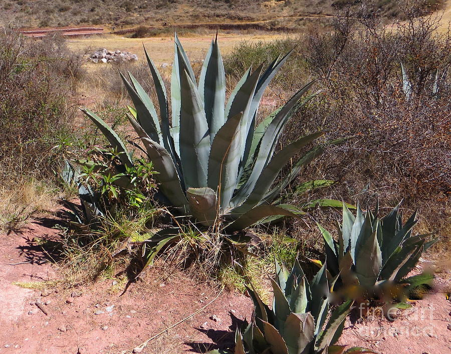 Cactus in Peru Photograph by Margaret Welsh Willowsilk