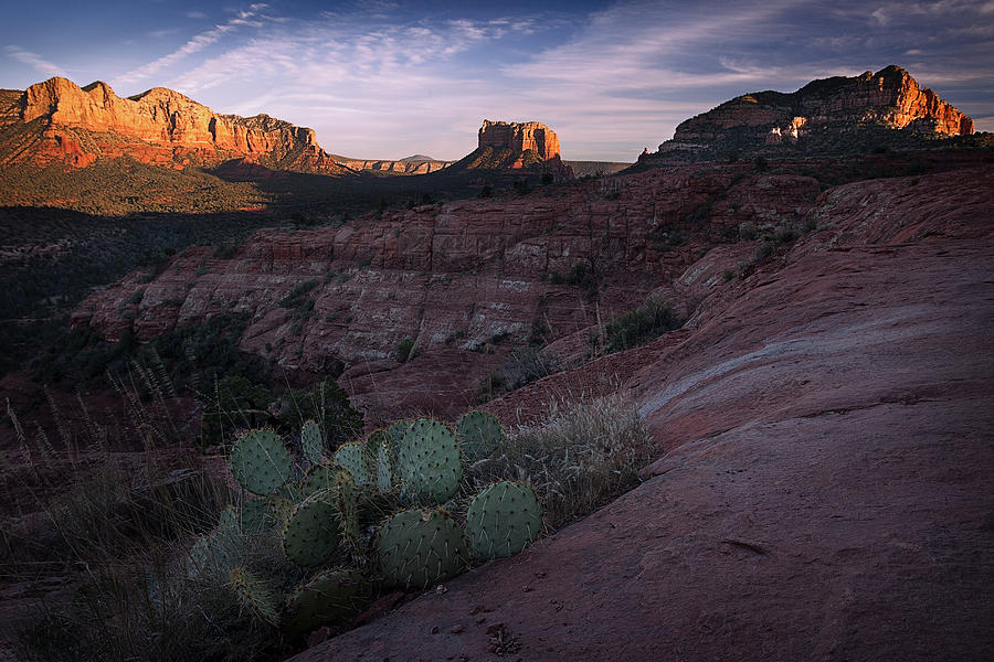 Cactus in Sedona Photograph by Dominique Dubied