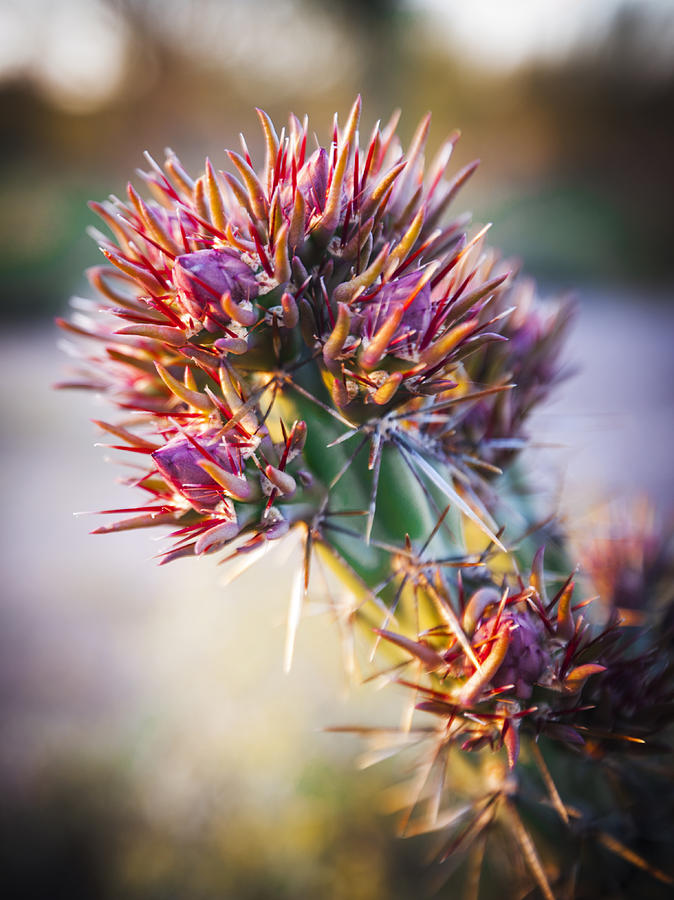 Cactus in Spring Bloom Photograph by Anthony Citro