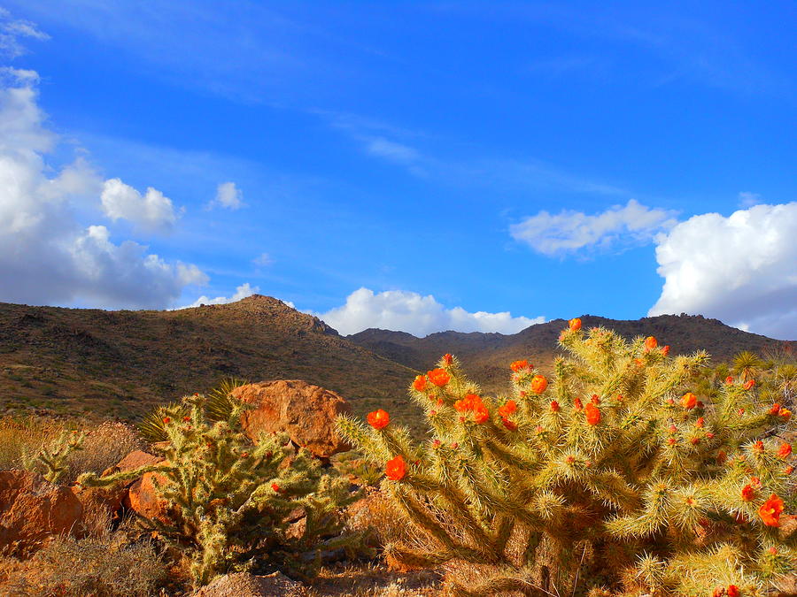 Nature Photograph - Cactus in Spring by James Welch