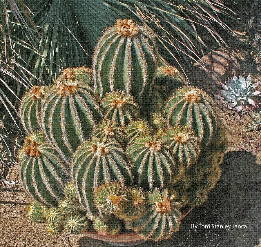 Cactus In The Garden Photograph by Tom Janca