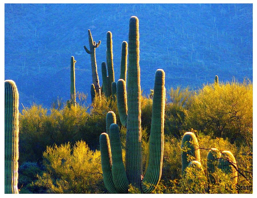 Cactus in The Morning Photograph by L L Stewart