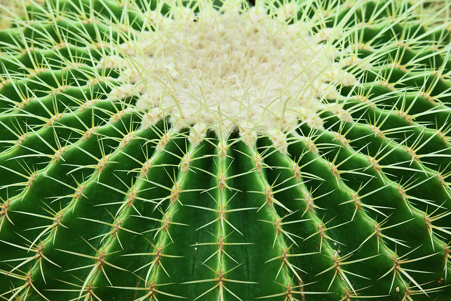 Cactus Photograph by Ithinksky