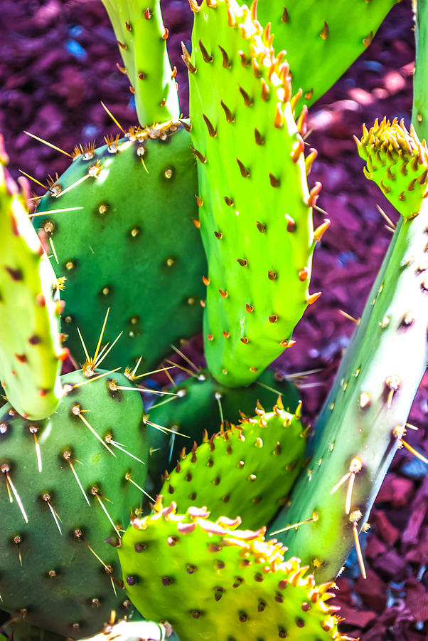 Nature Photograph - Cactus by Kelly Mac Neill