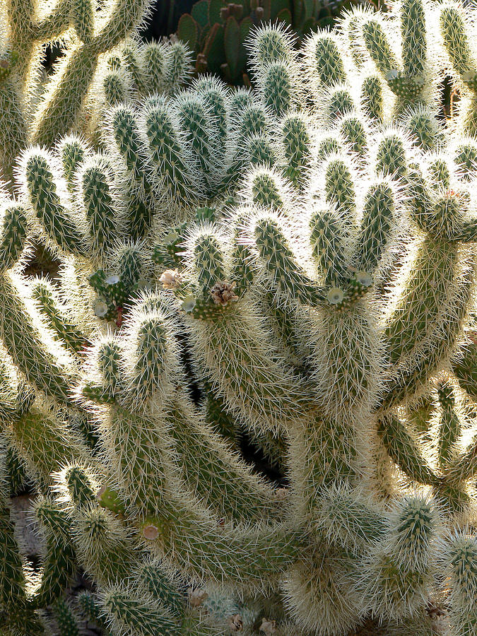 Nature Photograph - Cactus by Laurel Powell