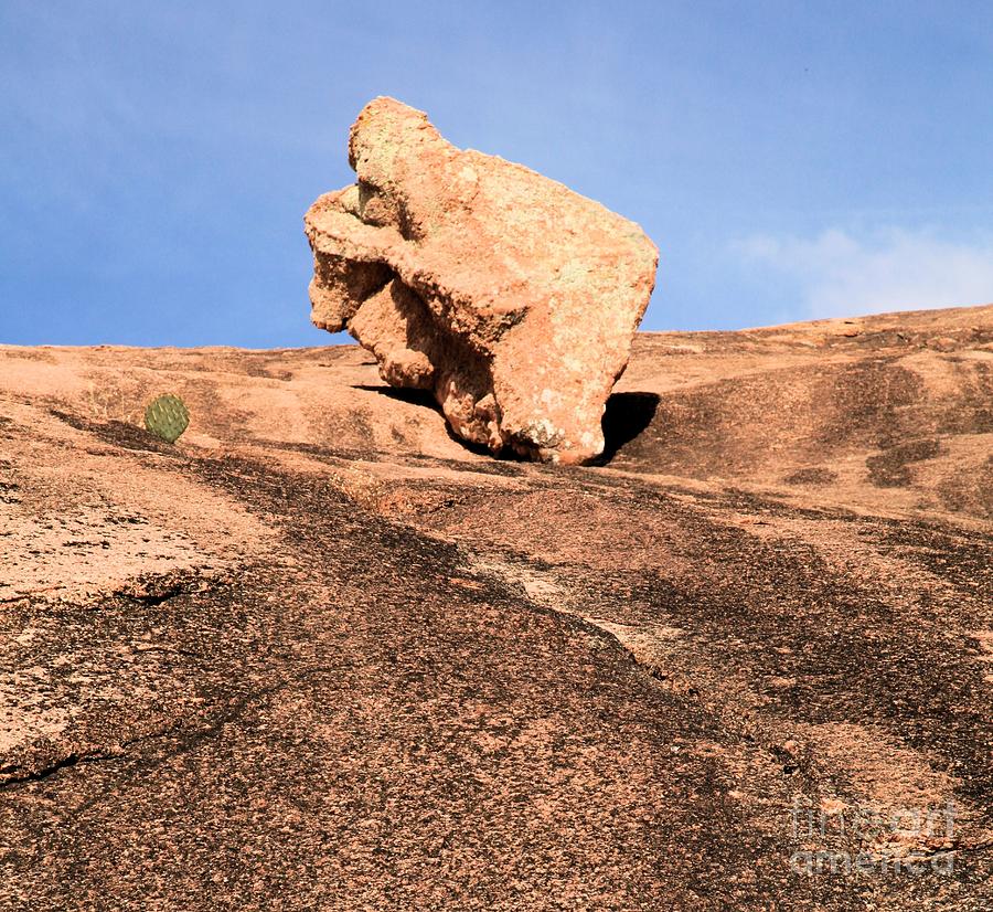 Cactus Leap Frog Photograph by Adam Jewell