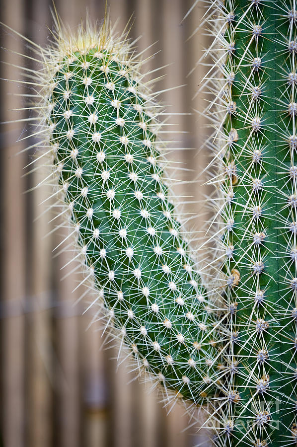 Cactus Photograph by Lee Avison
