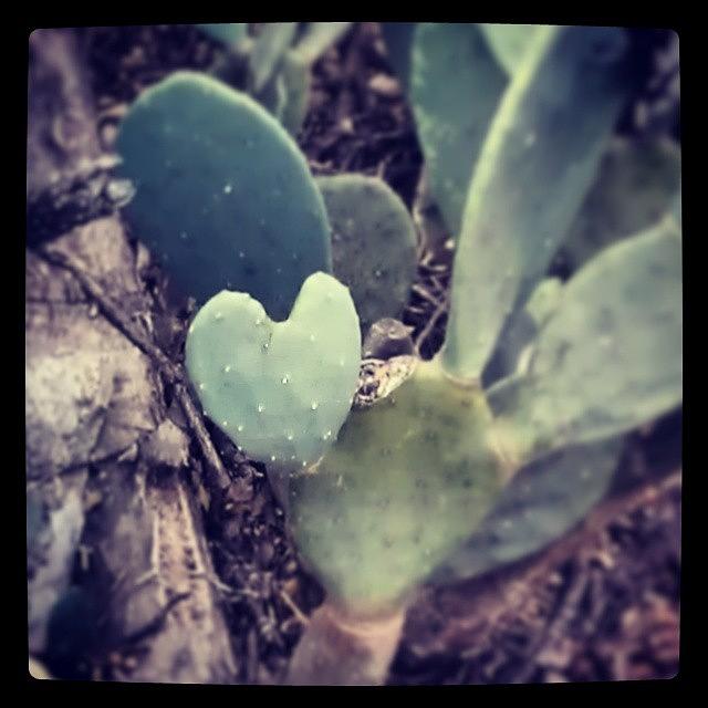 Austin Photograph - Cactus Love by Rebecca Kowalczik