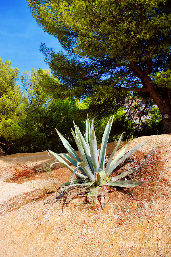 Nature Photograph - Cactus on a rocky coast of French Riviera by Maja Sokolowska