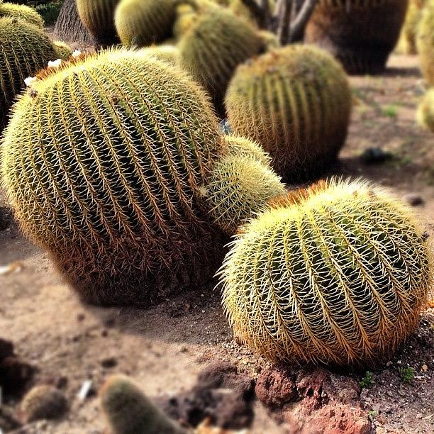 Cactus Photograph by Melissa DuBow