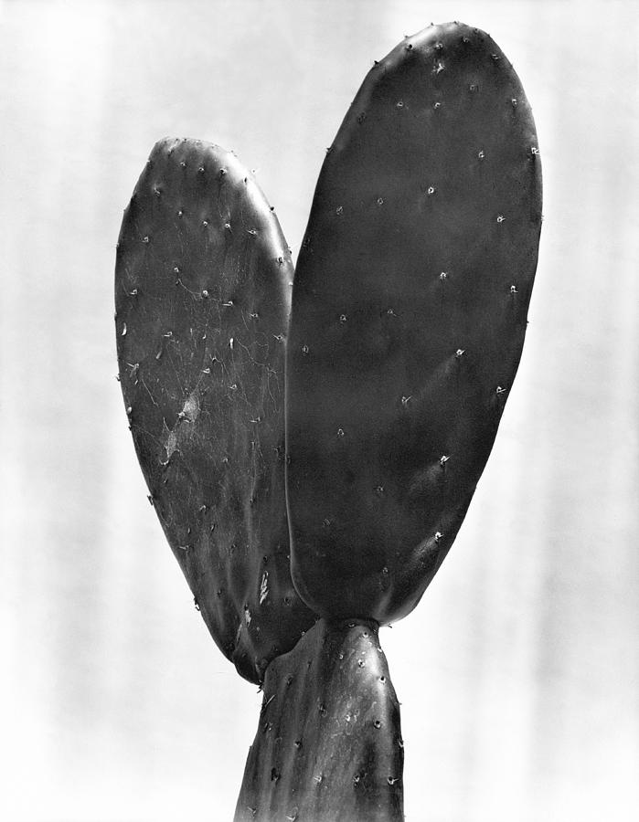 Nature Photograph - Cactus, Mexico City, 1925 by Tina Modotti