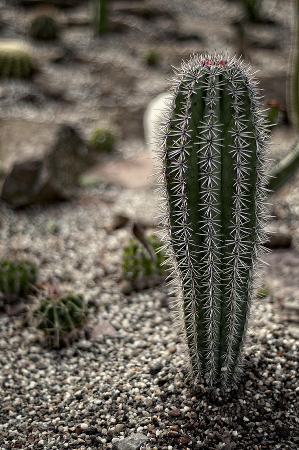 Cactus Photograph by Miguel Winterpacht