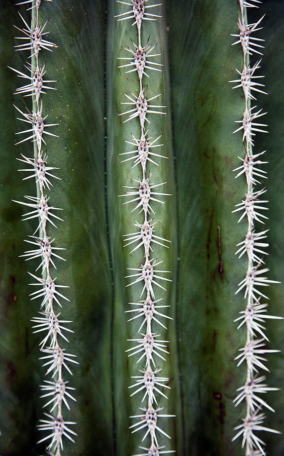 Cactus Needles Photograph by John Doornkamp / Design Pics