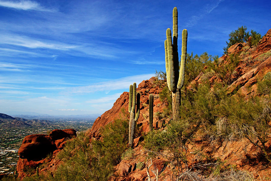 Cactus on Camelback Photograph by Daniel Woodrum