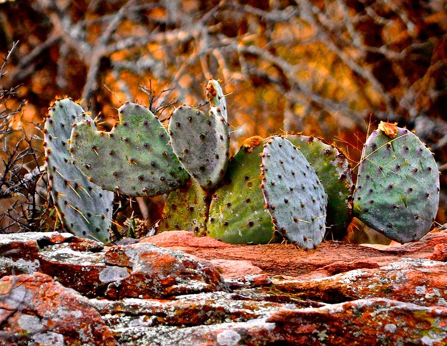 Cactus on Granite Photograph by Kristina Deane