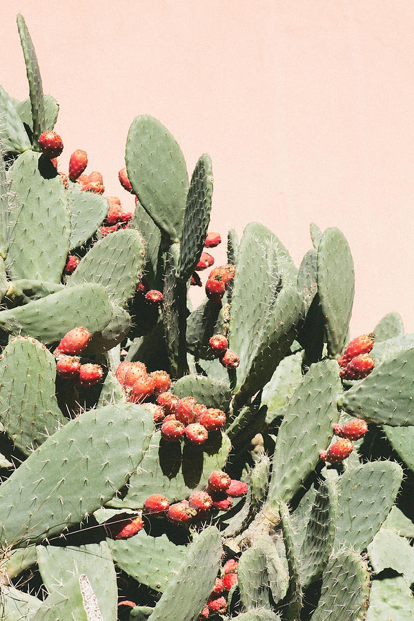 Cactus or prickly pear by a pink wall, Morocco Photograph by Matilda Delves