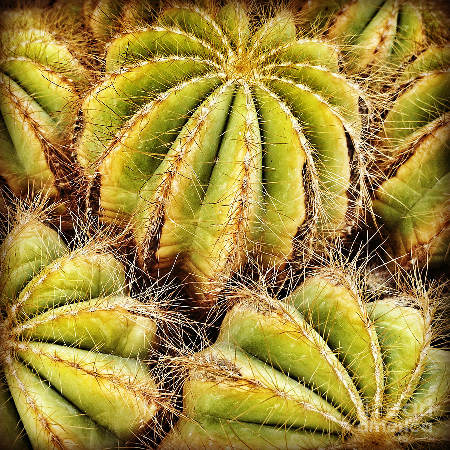 Cactus Parodia Photograph by Chris Scroggins