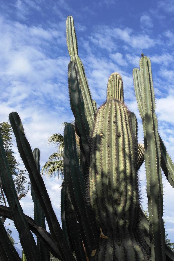 Cactus Photograph by Pat Purdy