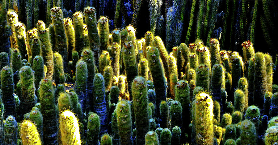 Cactus Patch Redux Photograph by Joseph Hollingsworth