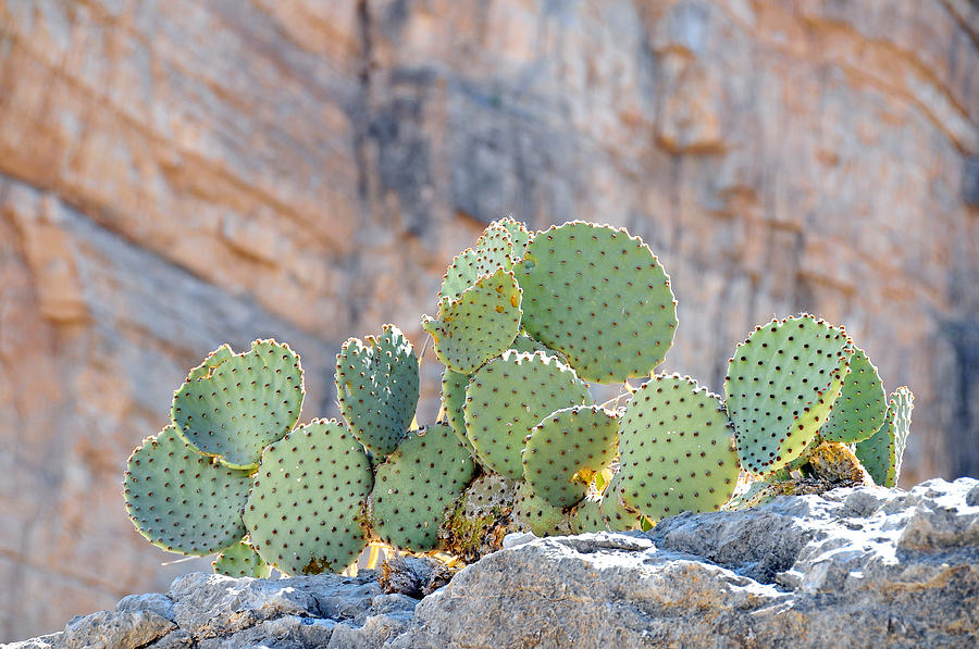 Landscape Photograph - Cactus by Paul Van Baardwijk