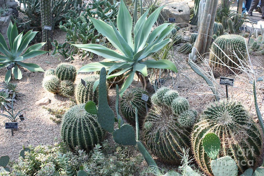 Cactus Plants at The Brooklyn Botanical Gardens Photograph by John Telfer