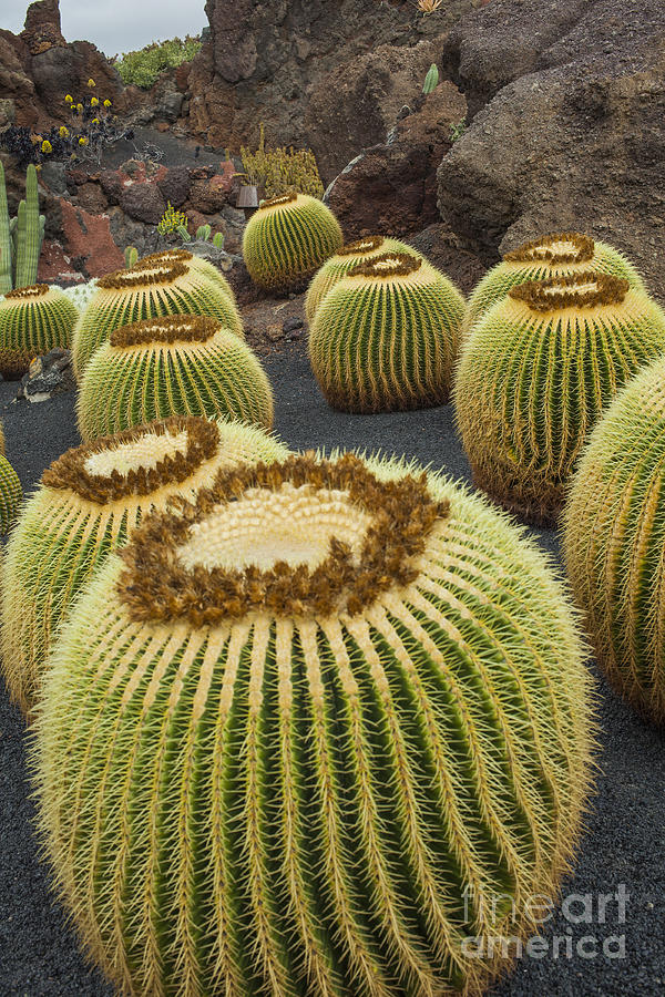 Nature Photograph - Cactus plants  by Patricia Hofmeester