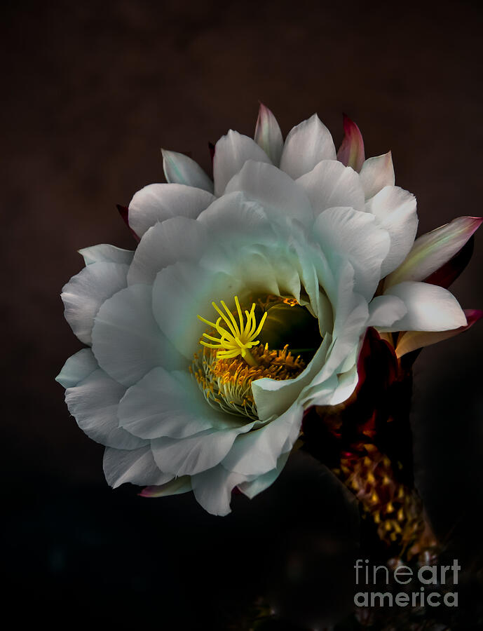 Flower Photograph - Cactus Portrait by Robert Bales