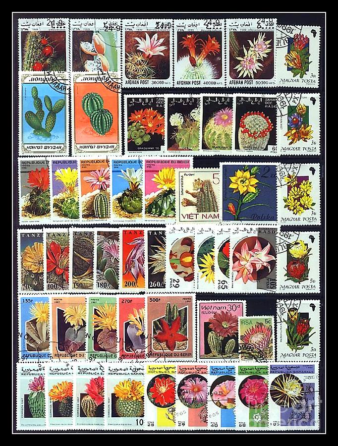 Cactus Postage Stamps Photograph by Renee Trenholm