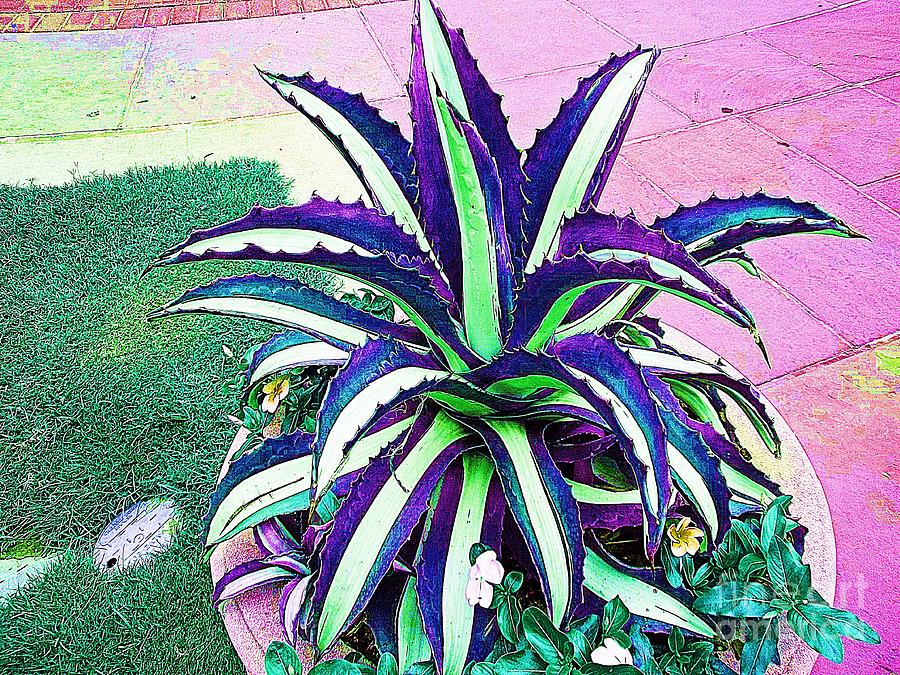 Cactus Purple 2 Photograph by Saundra Myles