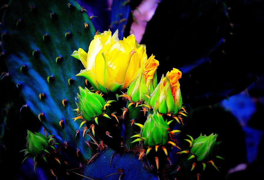 Cactus Rose Photograph by Antonia Citrino