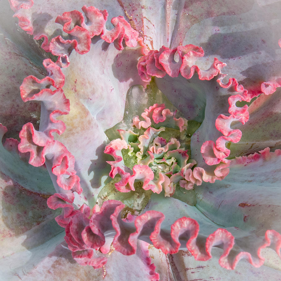 Cactus Rosette Photograph by Patti Deters