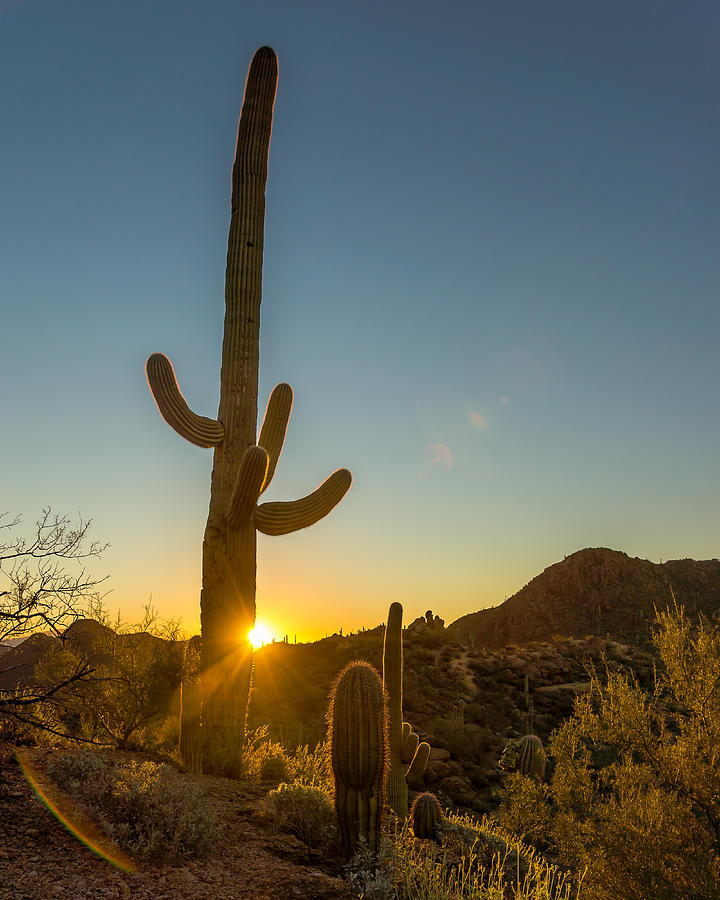 Cactus Salida del sol  Photograph by Chris Bordeleau
