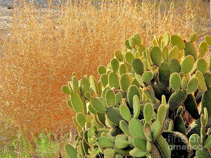 Cactus San Dimas  Photograph by John King I I I